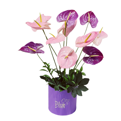 Cairo After Rain pink and purple anthurium flower arrangement – Blue Flowers Egypt