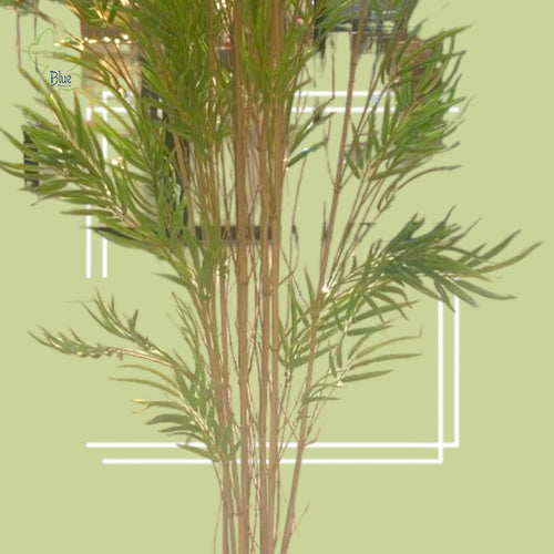 Bamboo Plant Plants luxury flowers DELIVERY TO Cairo AND Egypt