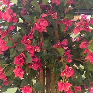 Bougainvillea جهنميه