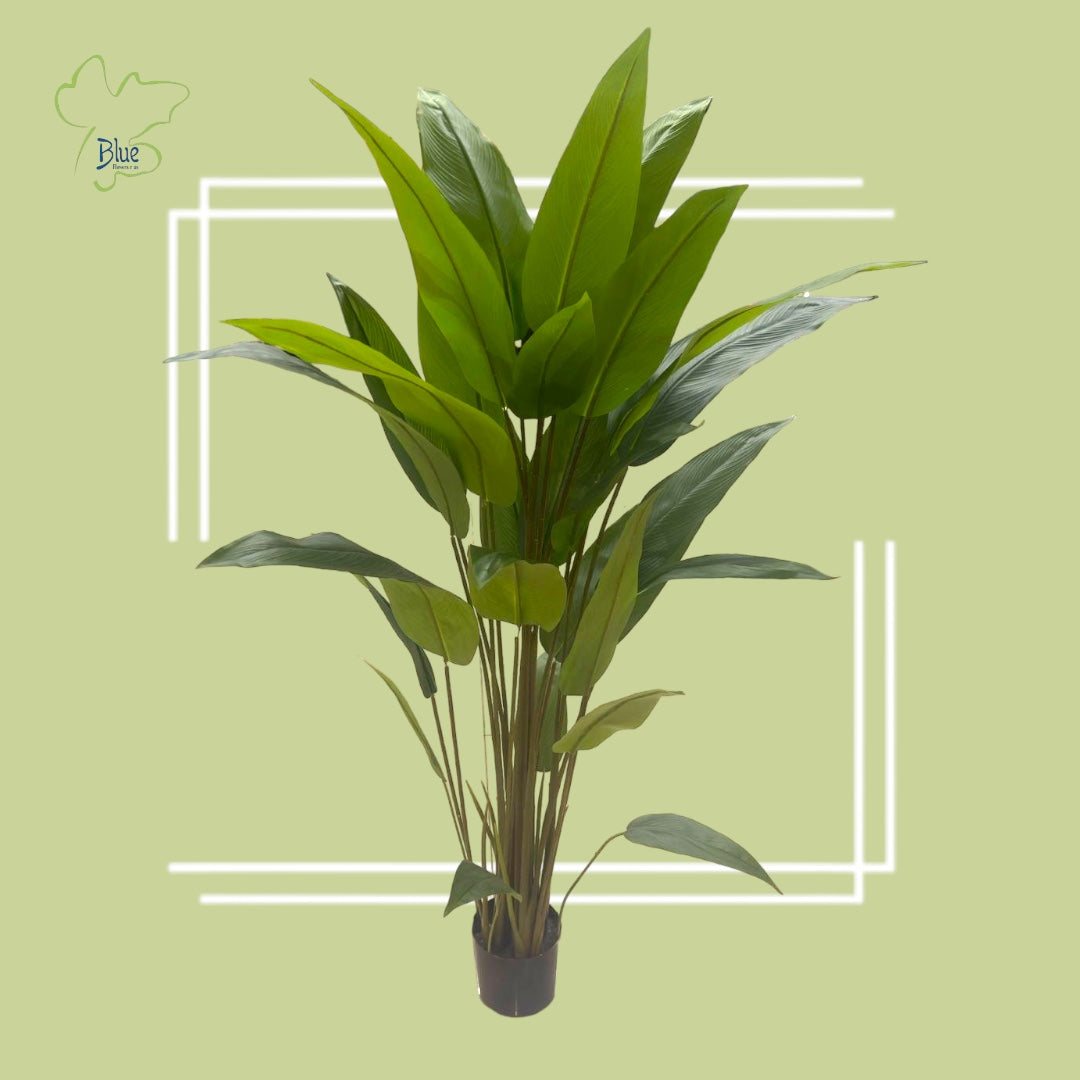 Strelitzia nicolai عصفور الجنة luxury flowers DELIVERY TO Cairo AND Egypt