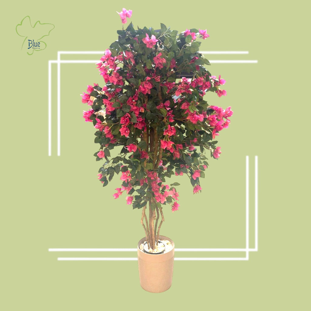 Bougainvillea جهنميه