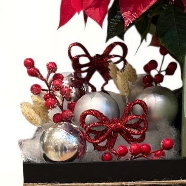 Festive Poinsettia & Gift Box Tray luxury flowers DELIVERY TO Cairo AND Egypt