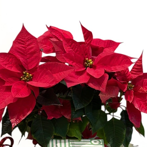 Festive Poinsettia & Gift Box Tray luxury flowers DELIVERY TO Cairo AND Egypt