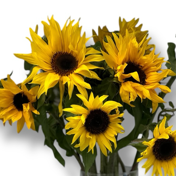 Sunlit Cheer luxury flowers DELIVERY TO Cairo AND Egypt