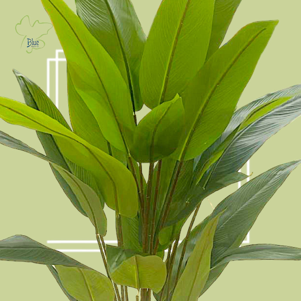Strelitzia nicolai عصفور الجنة luxury flowers DELIVERY TO Cairo AND Egypt