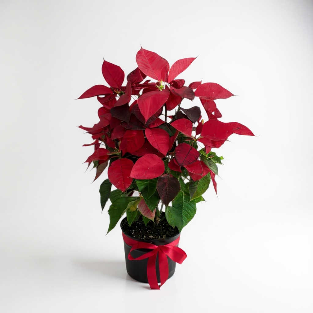 Elegant Red Poinsettia Plant luxury flowers DELIVERY TO Cairo AND Egypt