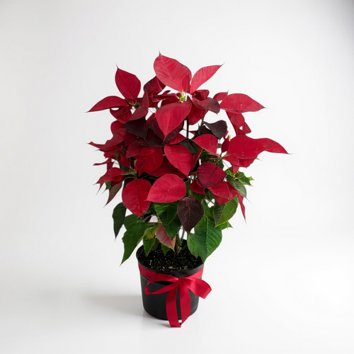 Elegant Red Poinsettia Plant luxury flowers DELIVERY TO Cairo AND Egypt