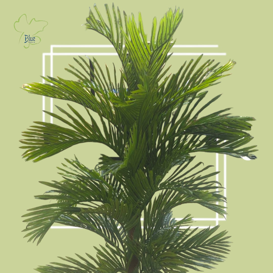 Areca Plants luxury flowers DELIVERY TO Cairo AND Egypt