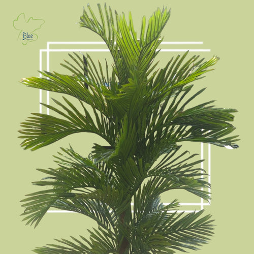 Areca Plants luxury flowers DELIVERY TO Cairo AND Egypt