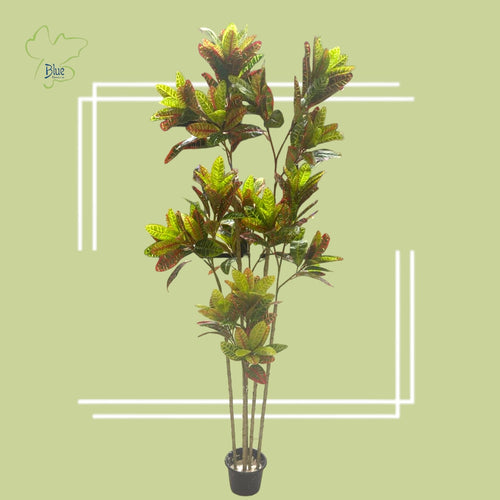Croton Plants luxury flowers DELIVERY TO Cairo AND Egypt
