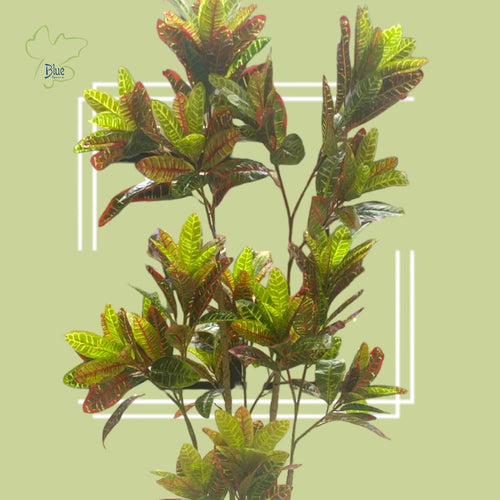 Croton Plants luxury flowers DELIVERY TO Cairo AND Egypt