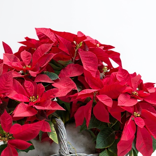 Poinsettia Basket with Christmas Ornaments luxury flowers DELIVERY TO Cairo AND Egypt