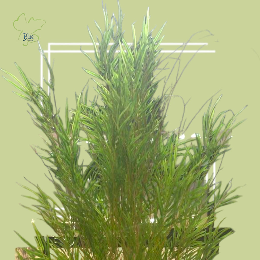 Bamboo Plant Plants luxury flowers DELIVERY TO Cairo AND Egypt