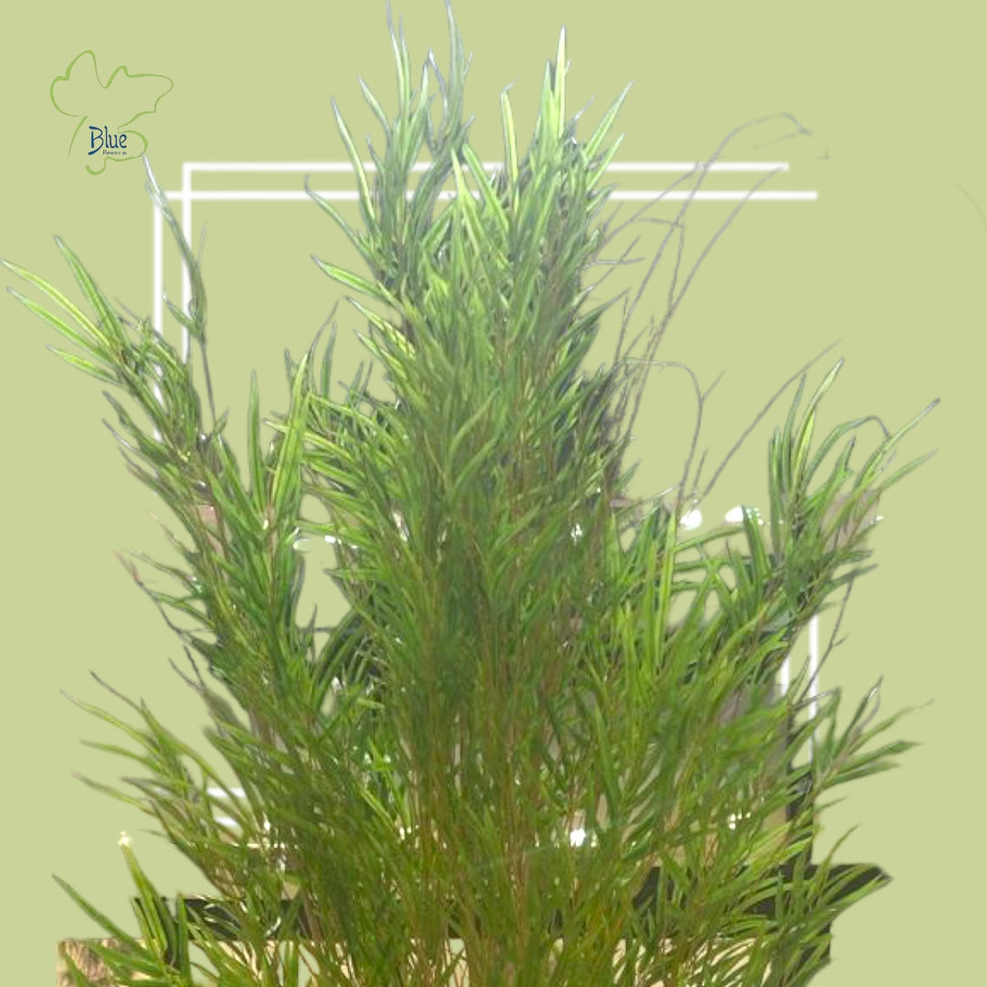 Bamboo Plant Plants luxury flowers DELIVERY TO Cairo AND Egypt