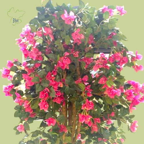 Bougainvillea جهنميه Plants luxury flowers DELIVERY TO Cairo AND Egypt