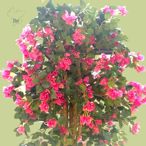 Bougainvillea جهنميه