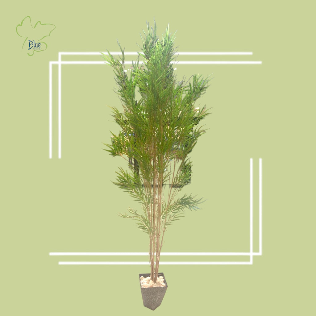 Bamboo Plant Plants luxury flowers DELIVERY TO Cairo AND Egypt