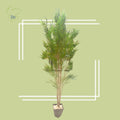 Bamboo Plant Plants luxury flowers DELIVERY TO Cairo AND Egypt