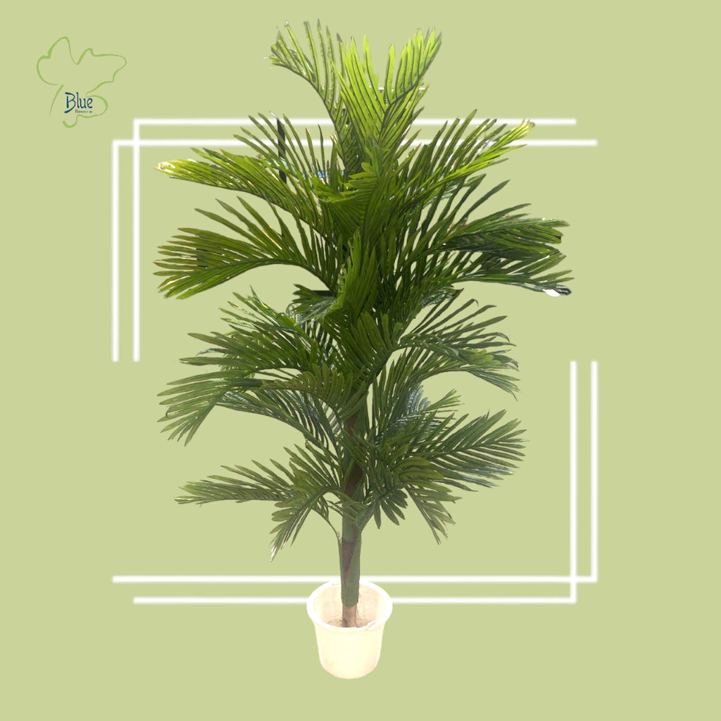 Areca Plants luxury flowers DELIVERY TO Cairo AND Egypt
