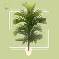 Areca Plants luxury flowers DELIVERY TO Cairo AND Egypt
