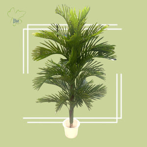 Areca