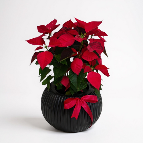 Classic Red Poinsettia in Black Pot Plants luxury flowers DELIVERY TO Cairo AND Egypt