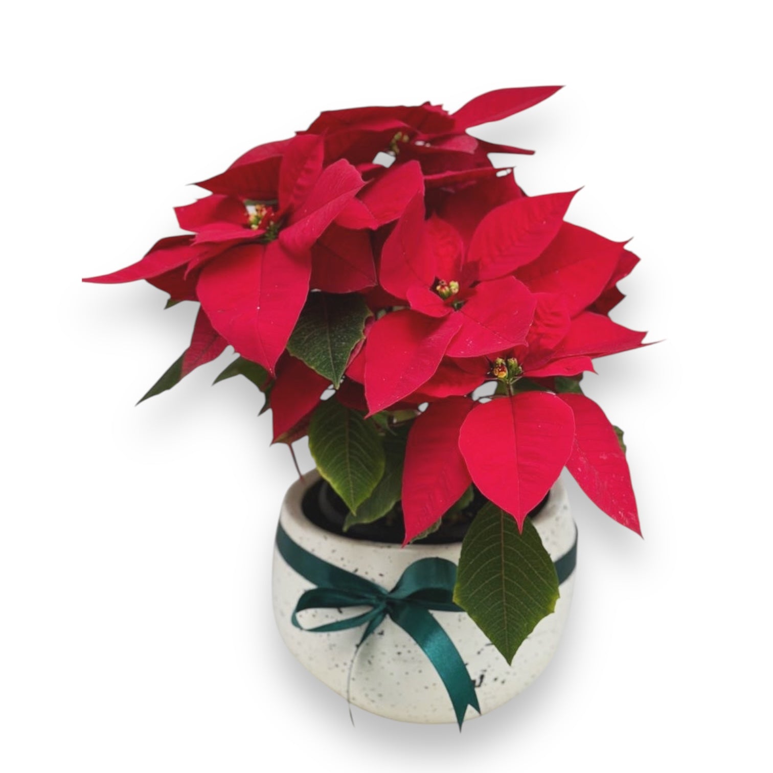Poinsettia luxury flowers DELIVERY TO Cairo AND Egypt